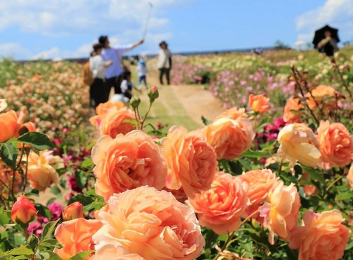 花めぐりイメージ