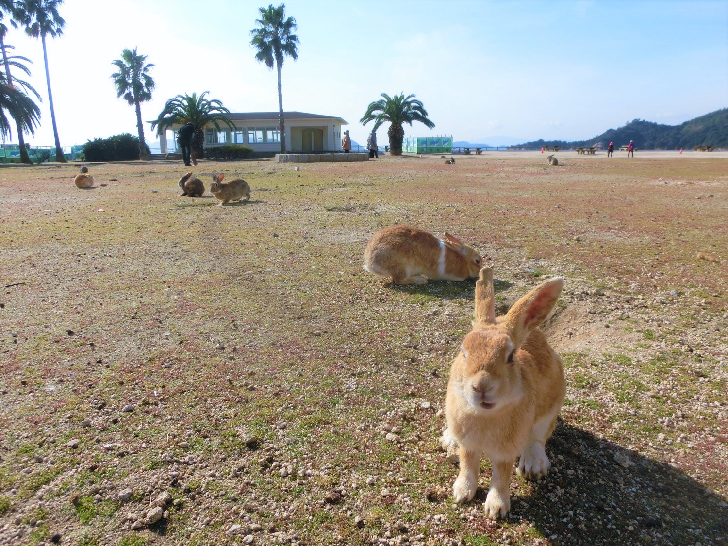 大久野島イメージ